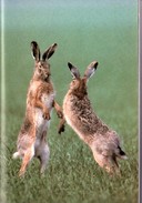 Online antikvárium: A csupasz majom
